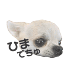 こまちゃすたんぷ（個別スタンプ：1）