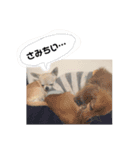 こまちゃすたんぷ（個別スタンプ：13）