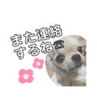 こまちゃすたんぷ（個別スタンプ：14）