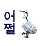 アオサギ韓国語スタンプ（個別スタンプ：21）