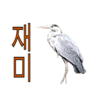 アオサギ韓国語スタンプ（個別スタンプ：25）