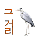アオサギ韓国語スタンプ（個別スタンプ：28）
