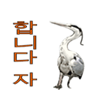 アオサギ韓国語スタンプ（個別スタンプ：31）