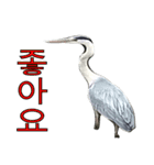 アオサギ韓国語スタンプ（個別スタンプ：39）