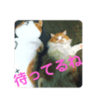 むさこじのスタンプ1（個別スタンプ：11）