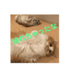 むさこじのスタンプ1（個別スタンプ：16）