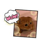うちのぱむ（個別スタンプ：6）