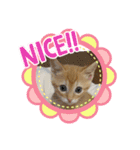うちのぱむ（個別スタンプ：7）