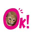 うちのぱむ（個別スタンプ：9）