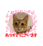 うちのぱむ（個別スタンプ：16）