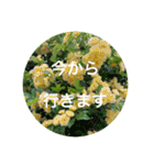 花や木のスタンプ（個別スタンプ：6）