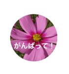花や木のスタンプ（個別スタンプ：8）