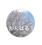 花や木のスタンプ（個別スタンプ：9）