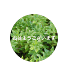 花や木のスタンプ（個別スタンプ：10）