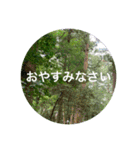 花や木のスタンプ（個別スタンプ：12）