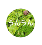 花や木のスタンプ（個別スタンプ：14）
