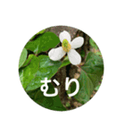 花や木のスタンプ（個別スタンプ：16）