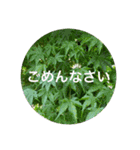 花や木のスタンプ（個別スタンプ：17）