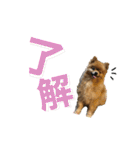 ノアくんの日常スタンプ（個別スタンプ：3）