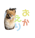 ノアくんの日常スタンプ（個別スタンプ：23）