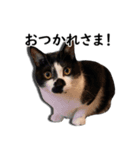 とぅんのとと（個別スタンプ：7）