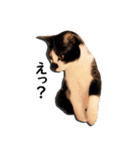 とぅんのとと（個別スタンプ：11）