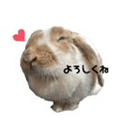 にこちゃんのまいにち使える〜！スタンプ（個別スタンプ：12）
