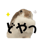 にこちゃんのまいにち使える〜！スタンプ（個別スタンプ：15）