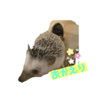 ハリネズミのもぐちゃんスタンプ（個別スタンプ：4）