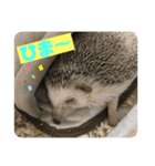 ハリネズミのもぐちゃんスタンプ（個別スタンプ：7）