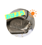 ハリネズミのもぐちゃんスタンプ（個別スタンプ：8）