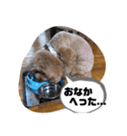 きみどこの子？うちの子もーちゃん2（個別スタンプ：33）