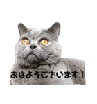 もふもふねこのだいふく（個別スタンプ：1）