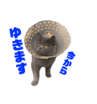 もふもふねこのだいふく（個別スタンプ：2）