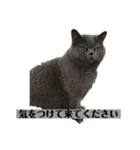 もふもふねこのだいふく（個別スタンプ：4）