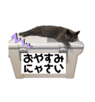 もふもふねこのだいふく（個別スタンプ：7）