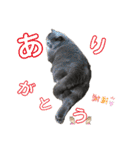 もふもふねこのだいふく（個別スタンプ：8）
