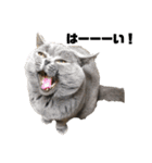 もふもふねこのだいふく（個別スタンプ：9）