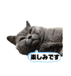 もふもふねこのだいふく（個別スタンプ：13）