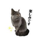 もふもふねこのだいふく（個別スタンプ：14）