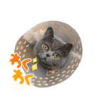 もふもふねこのだいふく（個別スタンプ：15）