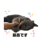 もふもふねこのだいふく（個別スタンプ：16）