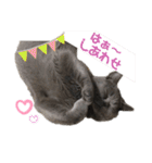 もふもふねこのだいふく（個別スタンプ：17）