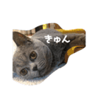 もふもふねこのだいふく（個別スタンプ：22）
