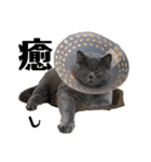もふもふねこのだいふく（個別スタンプ：23）