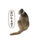 もふもふねこのだいふく（個別スタンプ：30）