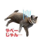 もふもふねこのだいふく（個別スタンプ：31）
