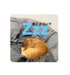 成毛家のビクターくん（個別スタンプ：4）