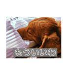 成毛家のビクターくん（個別スタンプ：8）