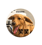 成毛家のビクターくん（個別スタンプ：11）